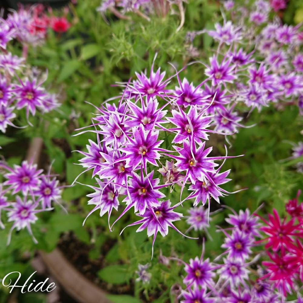 フロックスの投稿画像 By Hideさん ガーデニングと花のある暮らしと紫色の花と星咲き 19月7月12日 Greensnap グリーンスナップ