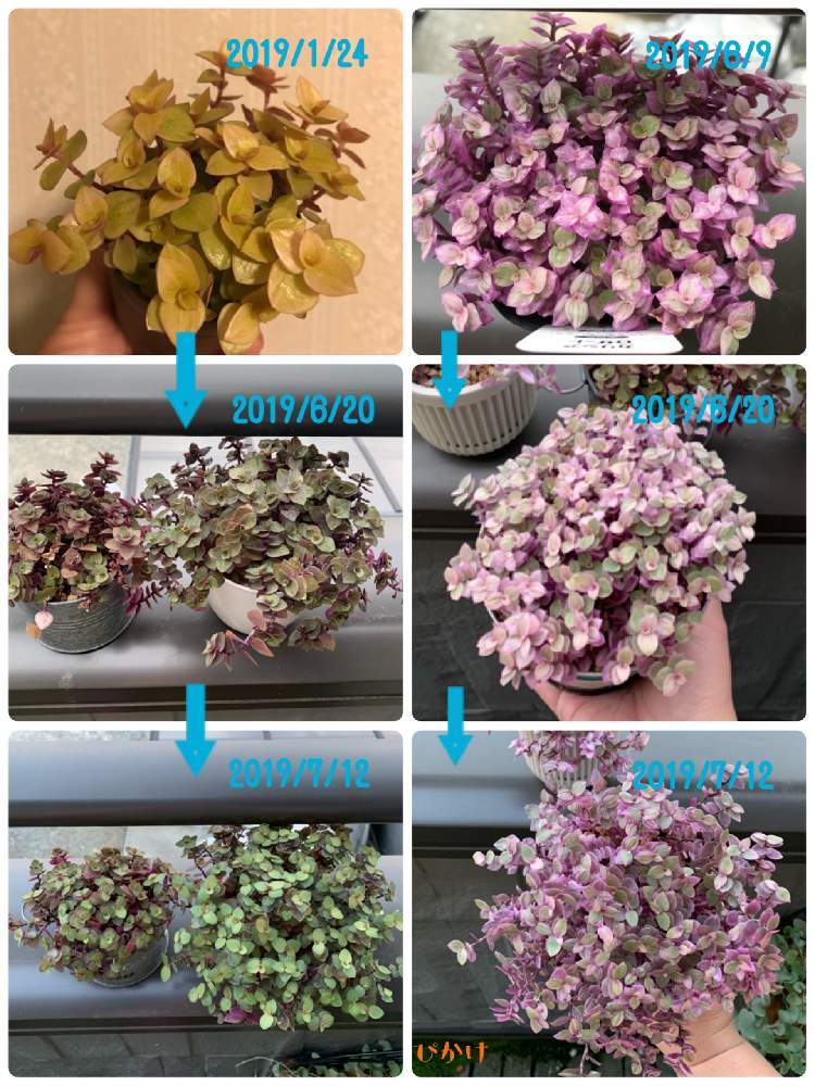 カリシアの投稿画像 By ぴかけさん カリシアレペンス 桜色カリシア とカリシアロザートと植物のある暮らしとボタニカルライフとグリーン グリーン グリーン と癒しと植欲旺盛と癒しgreenとno Green No Lifeと植中毒と山梨県と植物を愛でると植物のある暮らしと