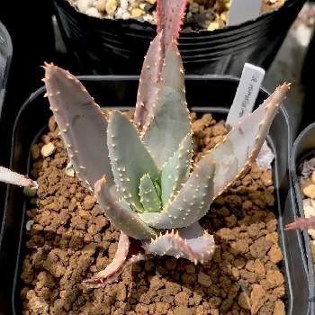アロエラモシッシマ,アロエラモシシマ,Aloe ramosissima,多肉植物,福岡の画像