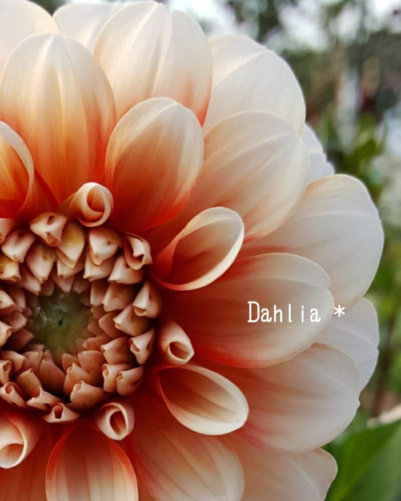 ダリアの投稿画像 By Botanii さん ボタニカルライフと花のある暮らしと植物のある暮らしとダリア と今日のお花 19月7月12日 Greensnap グリーンスナップ