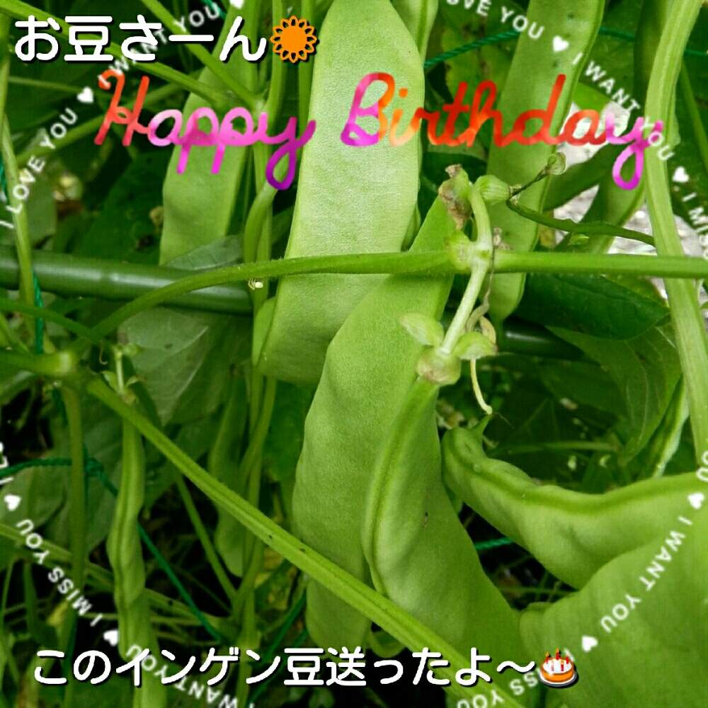 インゲン豆の投稿画像 By レイマックさん Htcともんもんチャン 見守り隊とhtc 秘書と荒れ地に花をと家庭菜園奮闘日記とお豆さんの誕生日 19月7月13日 Greensnap グリーンスナップ