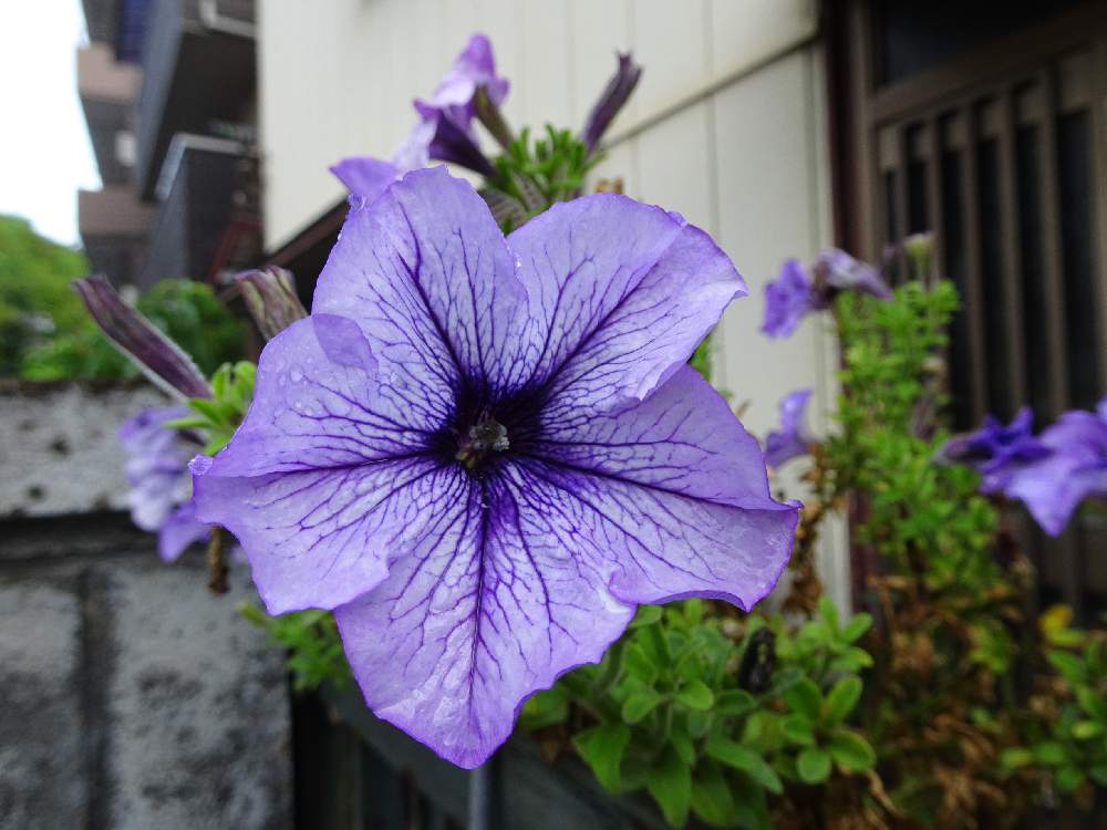 これまでで最高のペチュニア 多年草 最高の花の画像