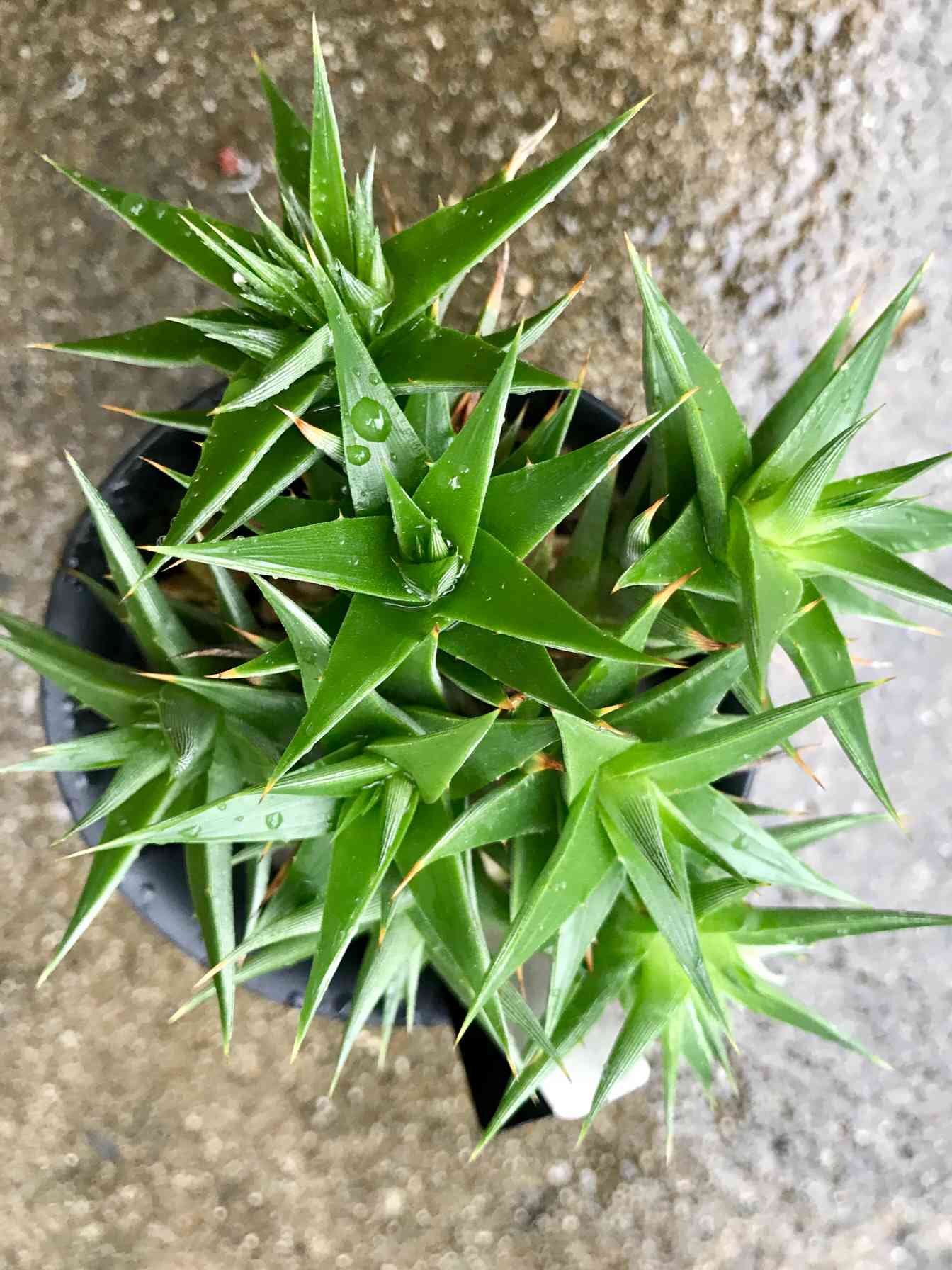 デウテロコニア ローレンチアナの一覧｜🍀GreenSnap（グリーン