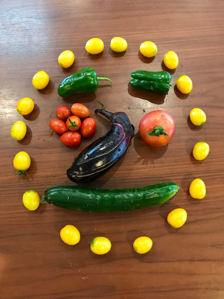 初心者ですの投稿画像 By しょさん 家庭菜園と今日の収穫 と子供と一緒にとはたけと家庭菜園初心者と家庭菜園奮闘日記とミニトマト と無農薬有機栽培と 夏野菜と夏野菜収穫 19月7月13日 Greensnap グリーンスナップ