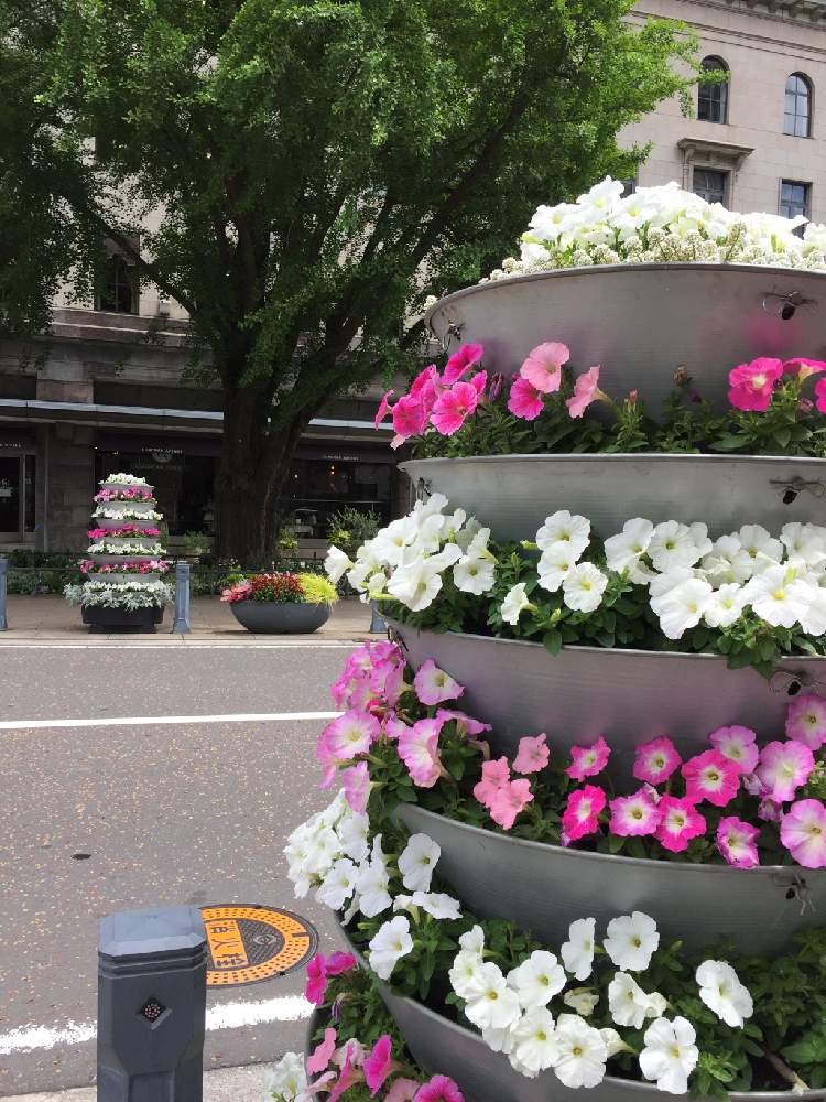 ペチュニアの投稿画像 By Sunさん ピンクの花と可憐と日本大通りと今日の花と白い花とお花屋さんとお出かけ先とピンクの花と可憐と日本大通り と今日の花と白い花とお花屋さん 19月7月13日 Greensnap グリーンスナップ Greensnap グリーンスナップ