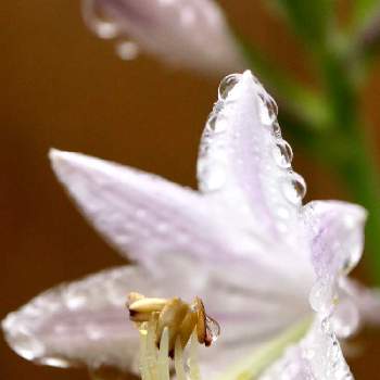 雨降りの中の画像 by moozyさん | 小さな庭と擬宝珠と雨降りの中