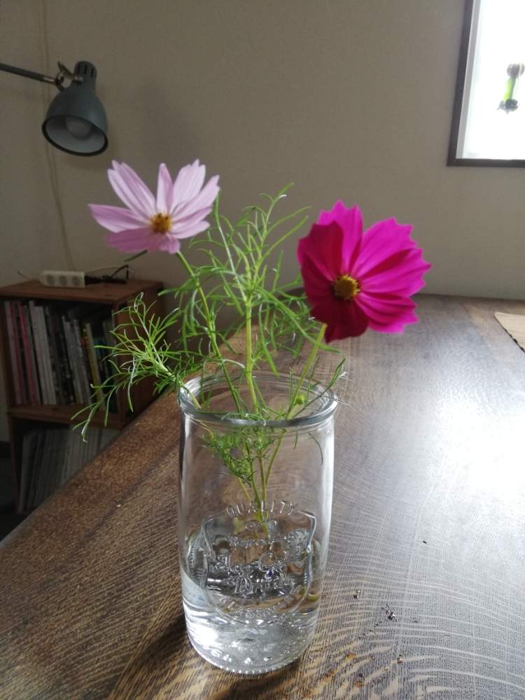 コスモスの投稿画像 By 42valleyさん ガーデニングと花のある暮らしとガラスの花瓶 19月7月13日 Greensnap グリーンスナップ