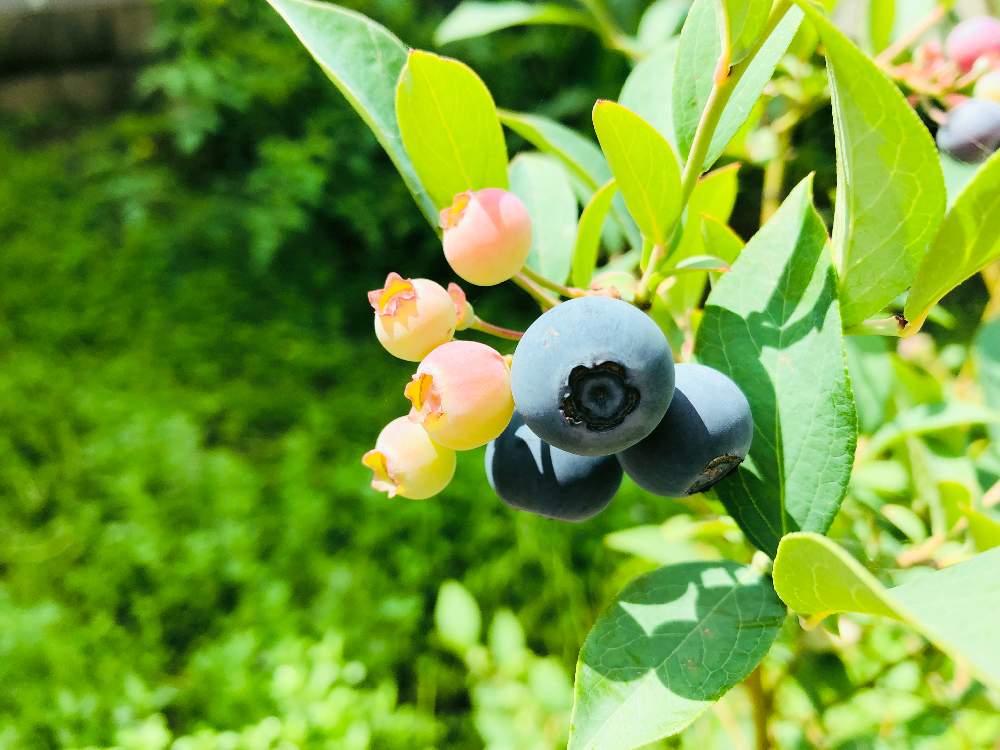 ブルーベリーの投稿画像 By Yukiさん ブルーベリーの枝と家庭菜園と庭のブルーベリーとブルーベリー栽培とわが家のブルーベリー 19月7月13日 Greensnap グリーンスナップ