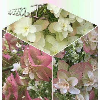 M's Ajisai( Hydrangea)の画像 by 美野美谷さん | 広い庭と和の庭と庭の花木とカシワバアジサイの花と☆柏葉アジサイとアジサイ　紫陽花と和風の庭とM's Ajisai( Hydrangea)