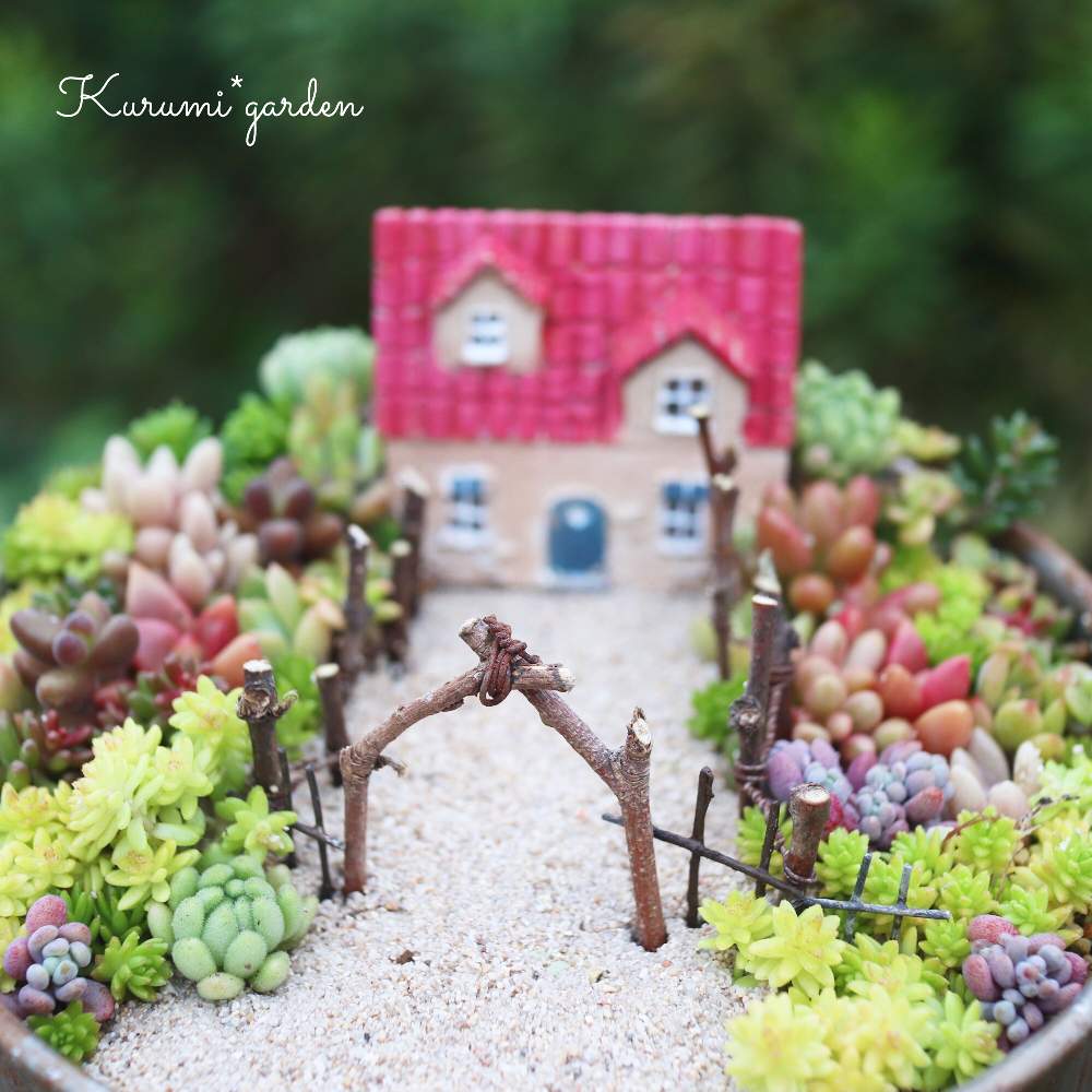 箱庭の投稿画像 By くるみ さん 箱庭 多肉植物とアリエッティの世界とミニチュアガーデンと箱庭作りと小さな箱庭とグリーンのある暮らしと多肉箱庭と多肉植物寄せ植えと多肉のある暮らしと多肉植物のある暮らしと初夏の庭と暮らしを楽しむとくるみガーデンとセダム寄植え