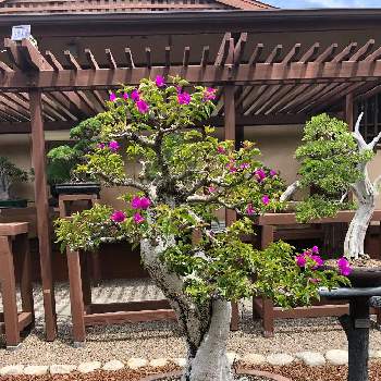 素敵な庭園の投稿画像一覧 Greensnap グリーンスナップ