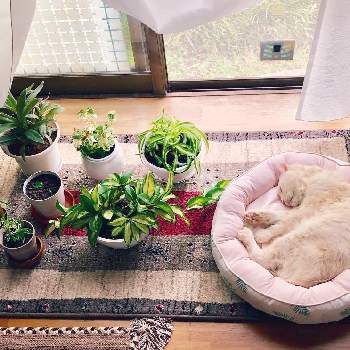 室内育ちの画像 by HARUさん | 窓辺と観葉植物と初心者と猫のいる生活と室内育ちとGreenSnapmarcheとニトリのペットベッド