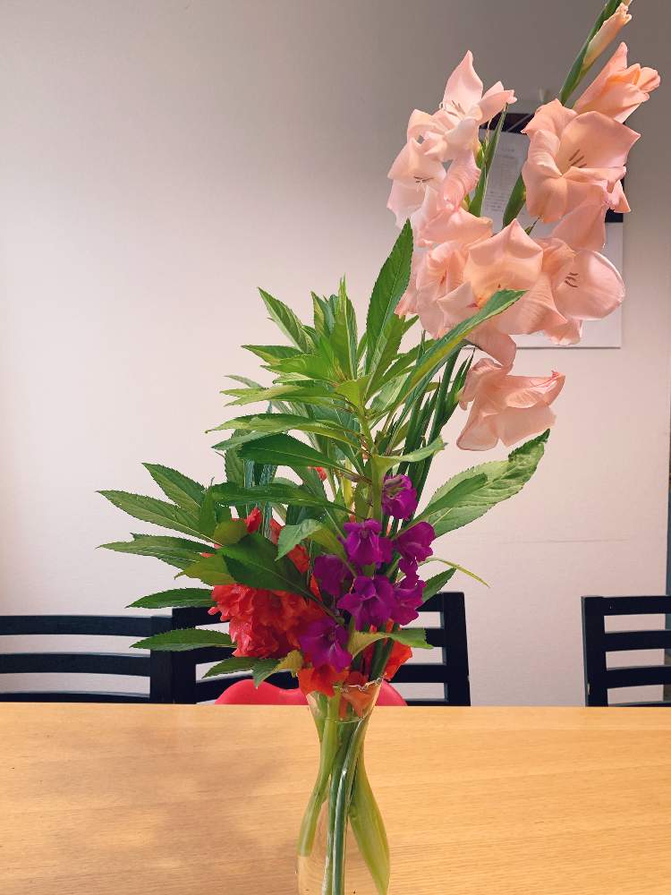 グラジオラスの投稿画像 By さくらンボーさん ホウセンカと花のある暮らしとグラジオラスの花とほうせんか 19月7月13日 Greensnap グリーンスナップ