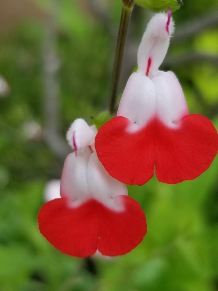 チェリーセージの投稿画像 By ゆりさん 二色の花と紅白と紅白めでたいと赤い花と花のある暮らしと白い花 19月7月13日 Greensnap グリーンスナップ