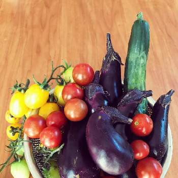 茄子 黒陽 の投稿画像一覧 Greensnap グリーンスナップ