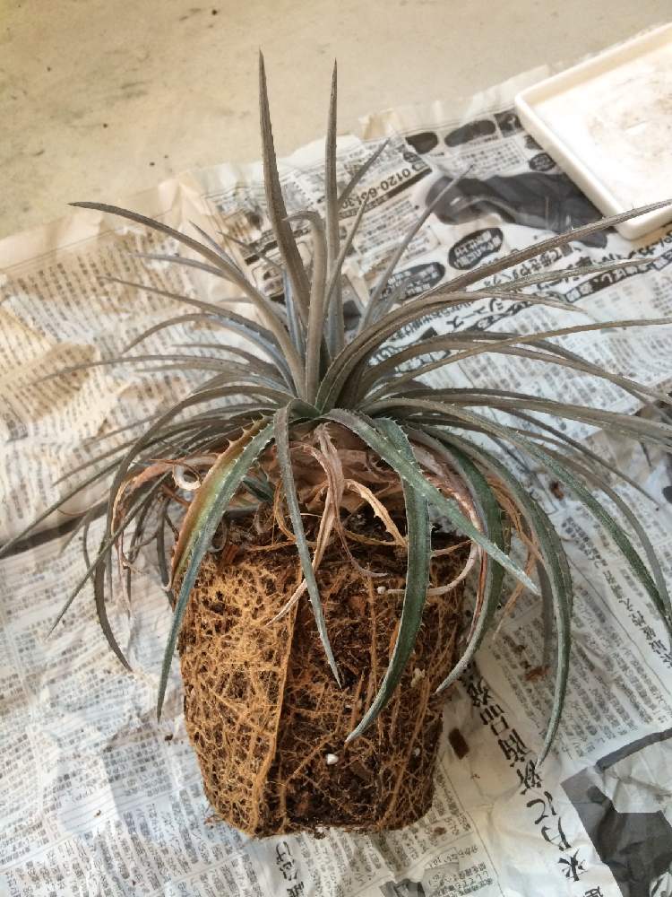 ディッキア ペイルライダーの投稿画像 By Mumuさん ディッキアとディッキア属とdyckia Paleriderと地獄と沖縄と植え替えと君と死ぬまでオレンジの一本道とdyckia 19月7月13日 Greensnap グリーンスナップ