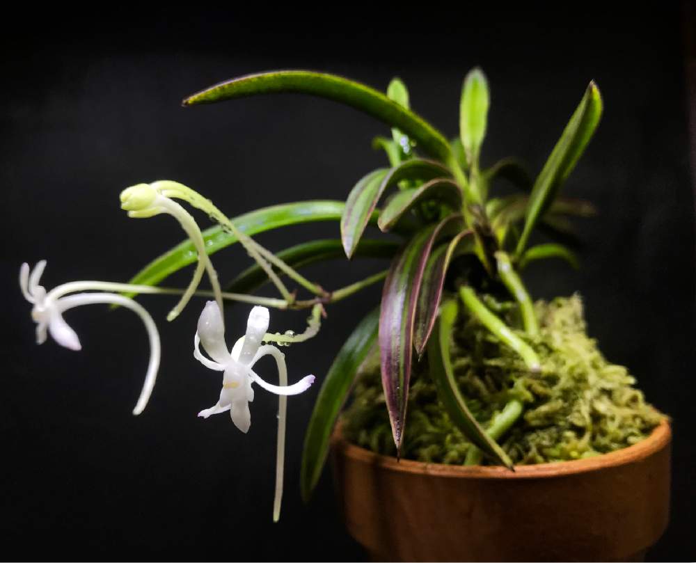 小さな庭の投稿画像 By いろはさん フウラン と着生ランとラン科と富貴蘭 と日本の蘭と山野草と植中毒と古典園芸植物と風蘭 とフウラン と着生ランとラン科と富貴蘭 と日本の蘭と山野草と植中毒と古典園芸植物と風蘭 19月7月13日 Greensnap グリーン 小さな庭の投稿画像 By いろはさん フウラン と着生ランとラン科と富貴蘭 と日本の蘭と山野草と植中毒と古典園芸植物と風蘭 とフウラン と着生ランとラン科と富貴蘭 と日本の蘭と山野草と植中毒と古典園芸植物と風蘭 19月7月13日 Greensnap グリーン