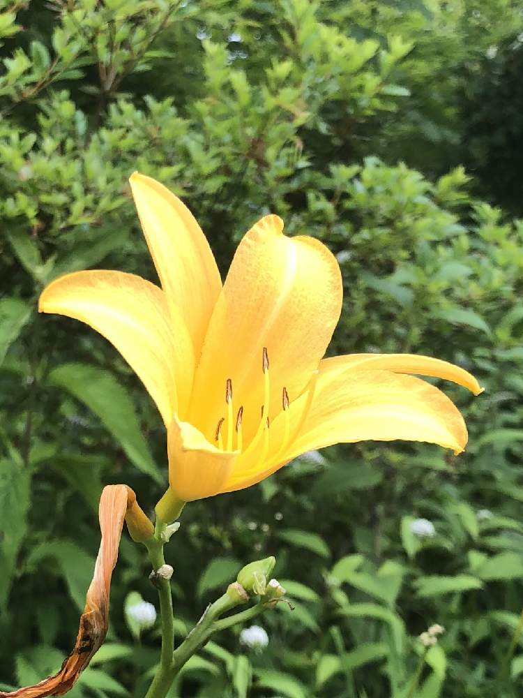 ニッコウキスゲの投稿画像 By まきさん 蓼科と黄色い花と山荘便りと花のある暮らしと自宅にて 19月7月13日 Greensnap グリーンスナップ