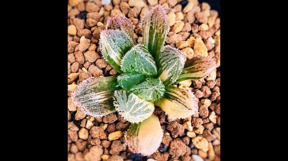 ハオルチア・新氷砂糖 錦｜🍀GreenSnap（グリーンスナップ）