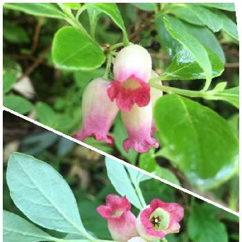 ツリガネツツジの投稿画像一覧 Greensnap グリーンスナップ