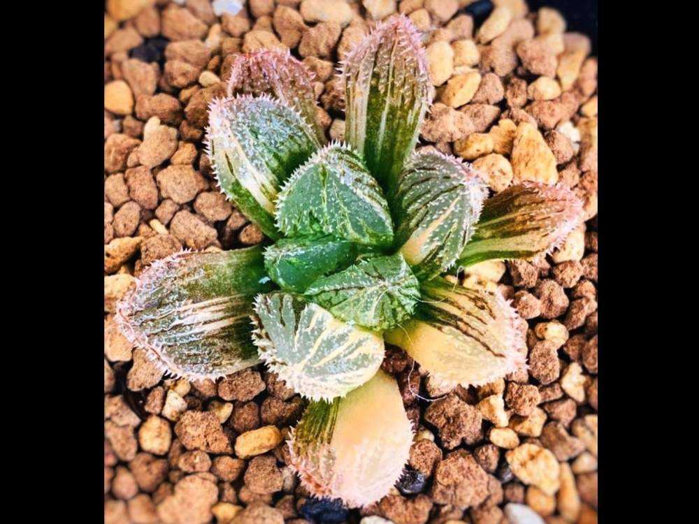 ハオルチア・新氷砂糖 錦｜🍀GreenSnap（グリーンスナップ）
