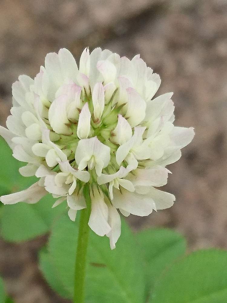 シロツメクサの投稿画像 By おーじさん 雨の中で と野草と山野草と公園とおさんぽと花のある暮らし 19月7月14日 Greensnap グリーンスナップ