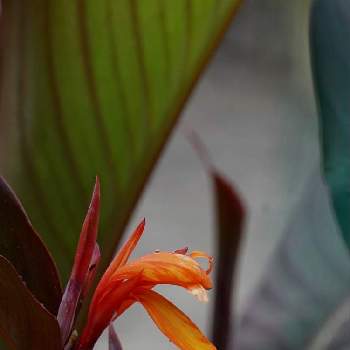 カンナ レッドストライプの画像 by 80さん | カンナ レッドストライプとカラーリーフと雨に輝くと一番花とbotanical lifeと夏でも元気な花フォトコン