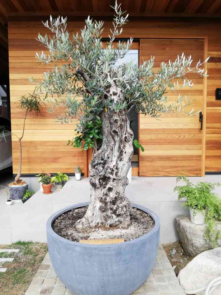 我が家に オリーブ古木到着｜🍀GreenSnap（グリーンスナップ）