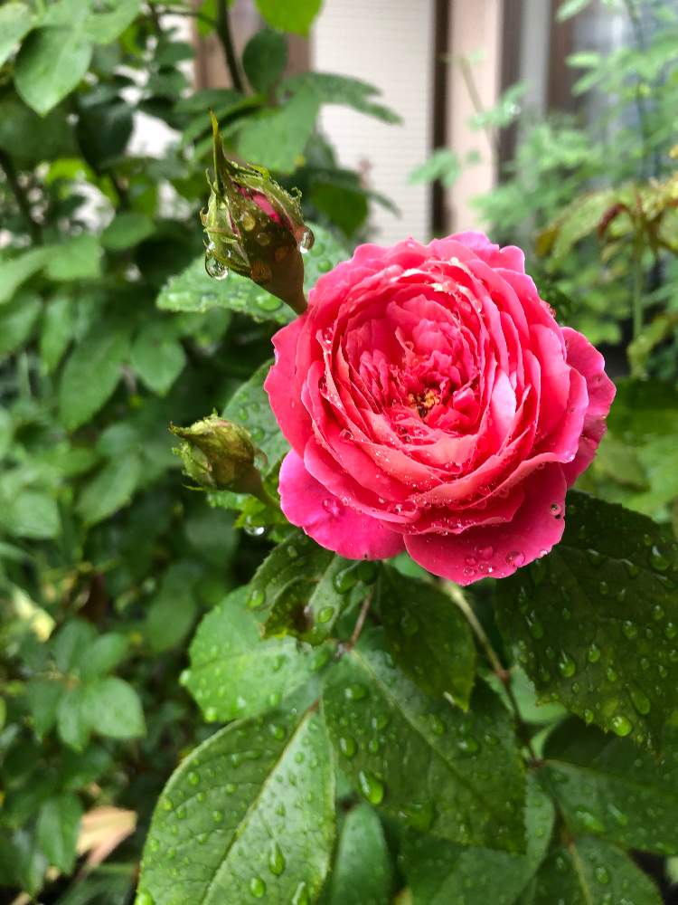 フラゴナールの投稿画像 By のりこさん 花のある暮らしとバラ ミニバラとばら バラ 薔薇 19月7月14日 Greensnap グリーンスナップ