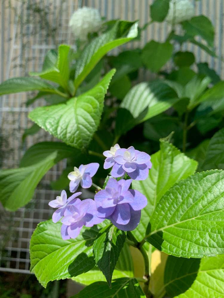 アジサイ コサージュの投稿画像 By ゆずこしょうさん 手作りの庭と紫陽花 アジサイ あじさいと鉢植えとガーデニングと花のある暮らしと癒しのひと時 19月7月14日 Greensnap グリーンスナップ