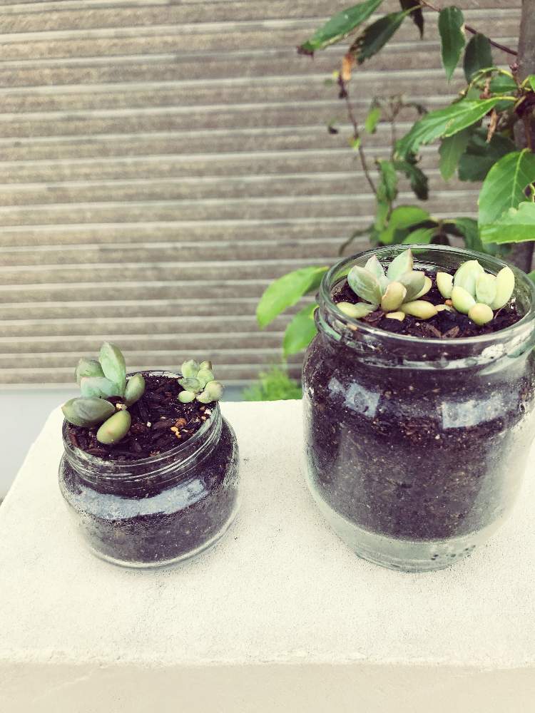 玄関の投稿画像 By よしくんさん 19月7月14日 Greensnap グリーンスナップ