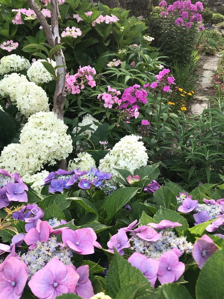 ガクアジサイ フロックス アナベル カメレオン紫陽花の投稿画像 By アボガドさん 広い庭と植えっぱなし植物と我が家の花壇と雨上がりの花壇 と花のある暮らしと花壇 山野草と植えっぱなし植物と我が家の花壇と雨上がりの花壇と花のある暮らしと花壇 山野草 19月7