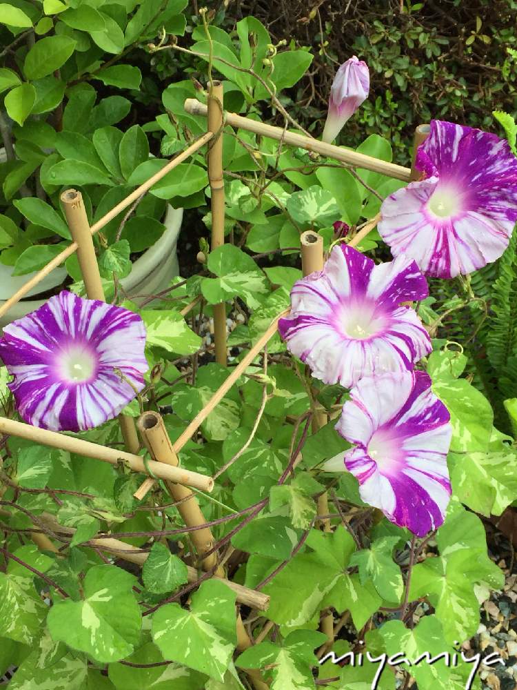 庭の鉢植えの投稿画像 By 美野美谷さん 朝顔 と涼しげにと和の庭と アサガオと絞り咲きと和風の庭とmy絞り咲きと夏でも元気な花フォトコンとmy Series朝顔 19月7月14日 Greensnap グリーンスナップ