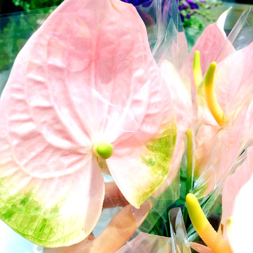 アンスリウムの投稿画像 By ぐうさん 花のある暮らしとお花は癒しと大人アリエルとお花はやっぱり可愛いと花のある暮らしとお花は癒しと大人アリエルとお花はやっぱり可愛い 19月7月14日 Greensnap グリーンスナップ Greensnap グリーンスナップ