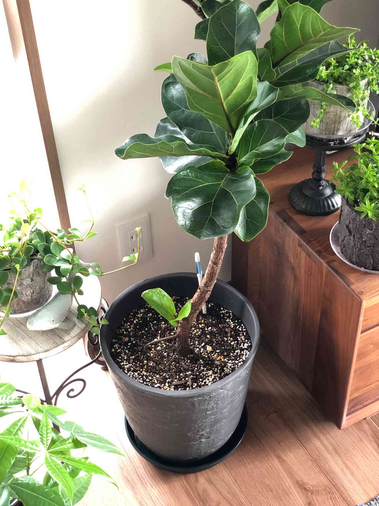 フィカス カシワバ バンビーノ 10号