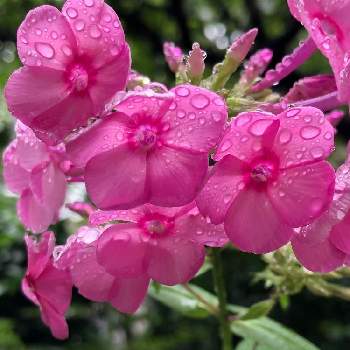 綺麗なピンクの画像 by ヒゲさん | 小さな庭とフロックス（花魁草）と水滴と花のある暮らしと綺麗なピンクと雨に輝く
