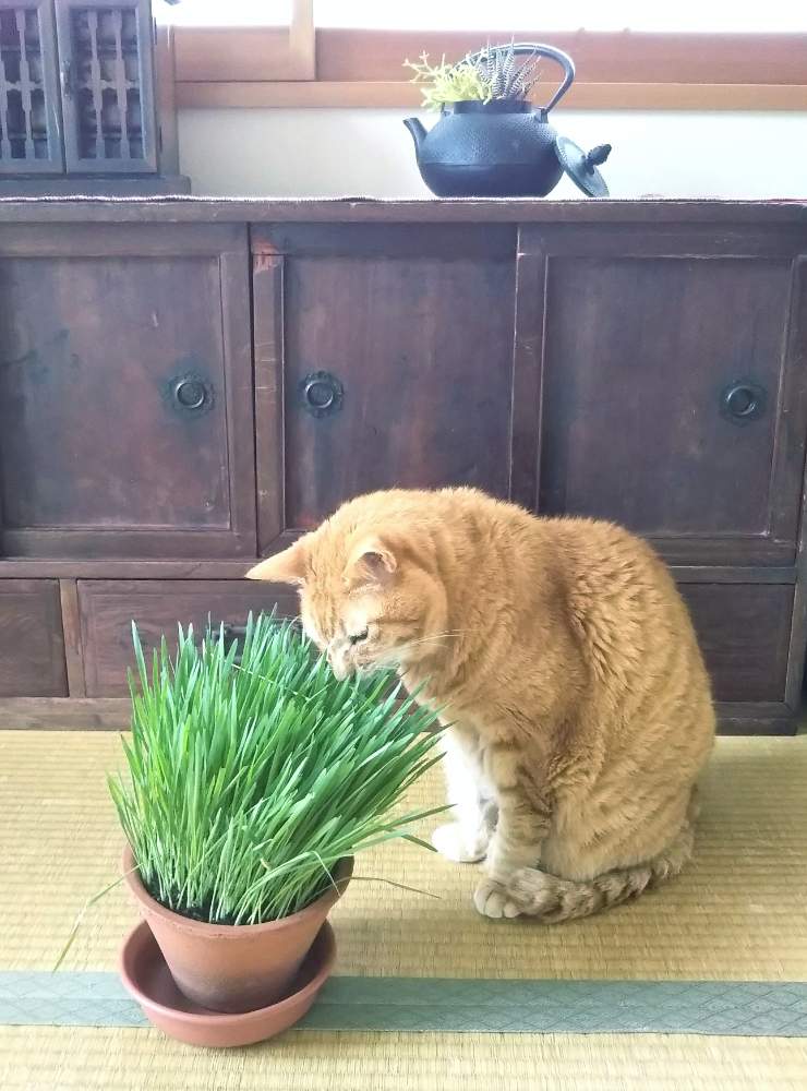 十二の巻の投稿画像 By ちゃーさん 猫草とリプサリスと燕麦 猫草 と多肉植物とサボテン科とネコと植物とイネ科とネコ背景 19月7月14日 Greensnap グリーンスナップ