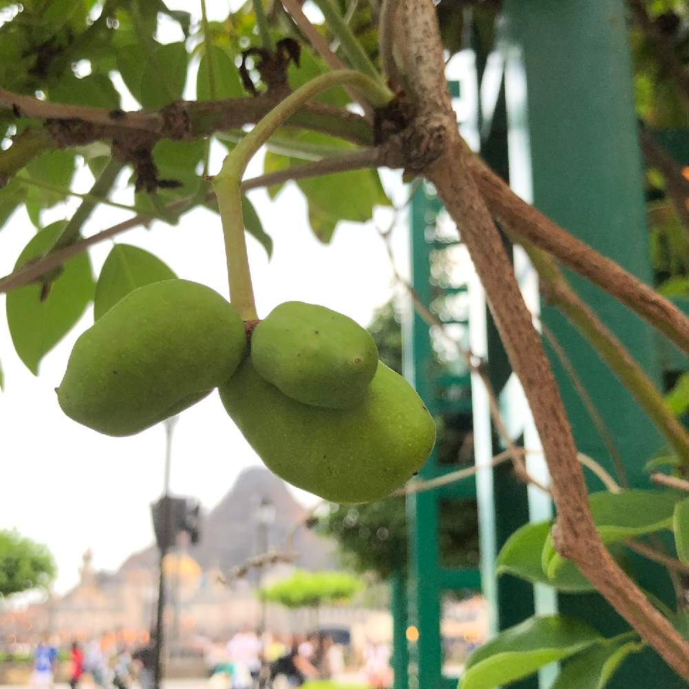 ムベの投稿画像 By さぁ ちゃんさん ムベの実とディズニーシーとスマホ撮影とディズニーシーとスマホ撮影 19月7月14日 Greensnap グリーンスナップ Greensnap グリーンスナップ