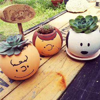 スヌーピー鉢の投稿画像一覧 Greensnap グリーンスナップ