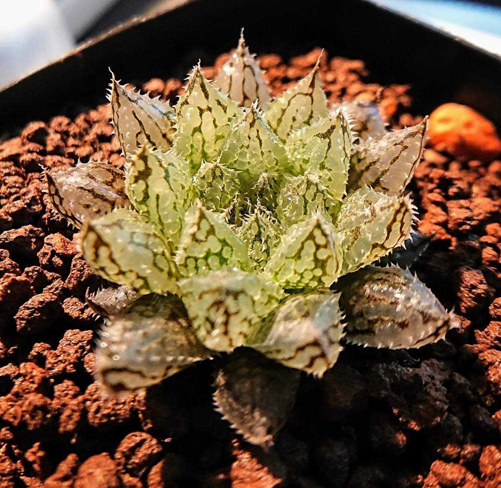 ハオルチア・ルビスタ｜🍀GreenSnap（グリーンスナップ）