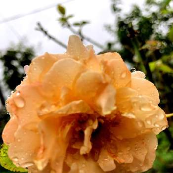 アウグスタルイーゼ＊の画像 by 眠り姫さん | 広い庭と薔薇♪と花のある暮らしとアウグスタルイーゼ＊とピンクのはな