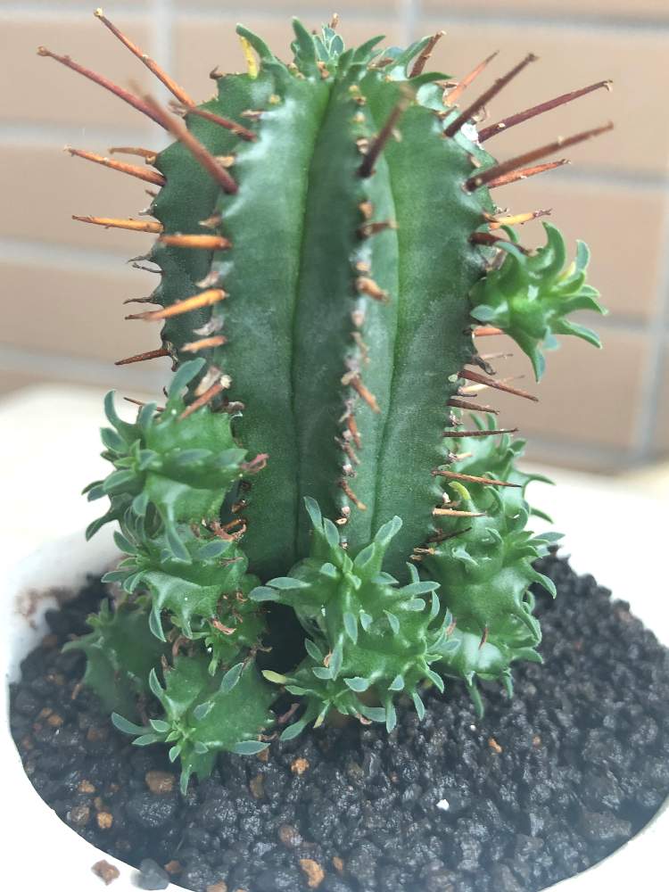 ユーフォルビア紅ホリダの投稿画像 By みどっちさん バルコニー ベランダとユーフォルビアとユーフォルビア 紅ホリダとユーフォルビアとユーフォルビア 紅ホリダ 19月7月14日 Greensnap グリーンスナップ Greensnap グリーンスナップ