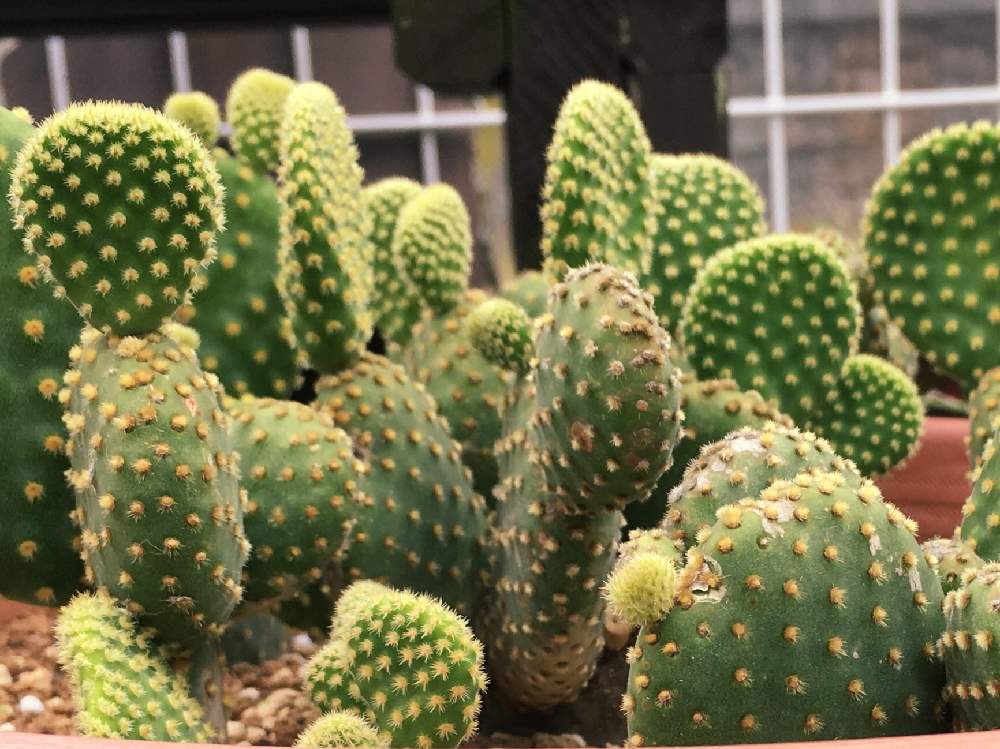 金烏帽子の投稿画像 By くましゅん さん 多肉植物とサボテン科と花が見たいと仔吹きと ウチワサボテン 19月7月14日 Greensnap グリーンスナップ