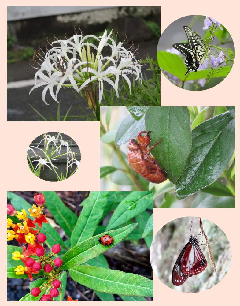 ぜいたくmilkweed 意味 最高の花の画像