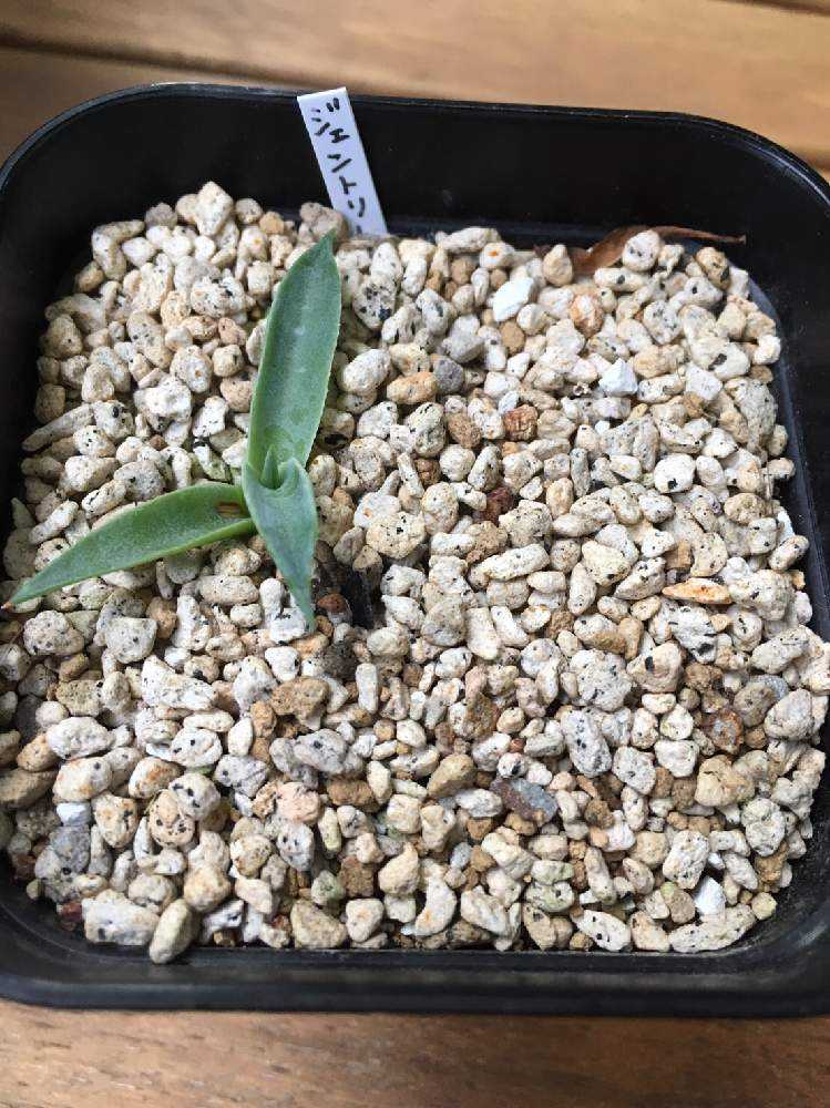 アガベ実生 成長記録｜🍀GreenSnap（グリーンスナップ）