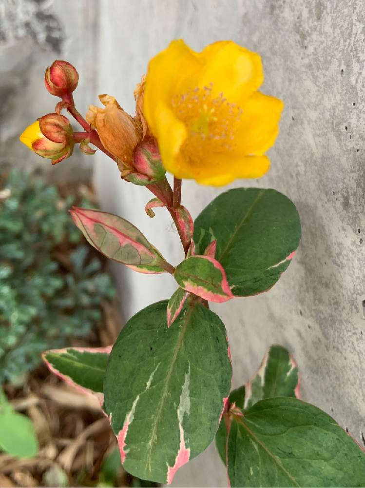 ヒペリカムの投稿画像 By Nakkyさん ヒペリカム トリカラーとヒペリカム キンシバイ と植物のある暮らしときいろといつまでも初心者と葉っぱと緑のある暮らしと いいね ありがとうと黄色の花と花のある暮らしと加工なしとiphone撮影といつも いいね ありがとう