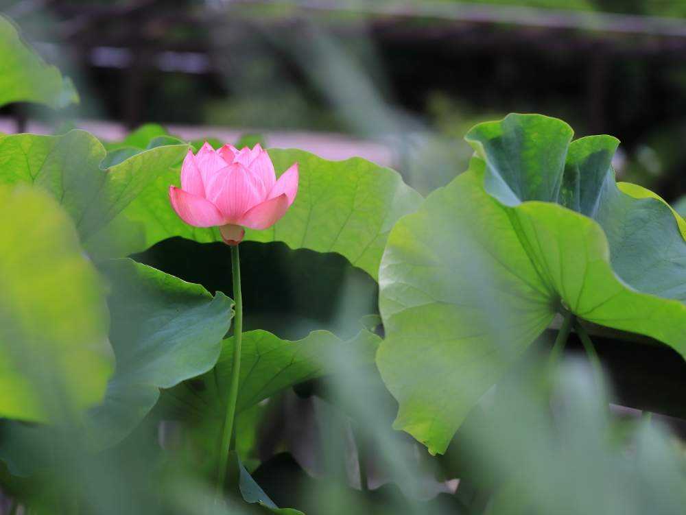 ☂﻿梅雨の合間の花活動❁❀✿｜🍀GreenSnap（グリーンスナップ）