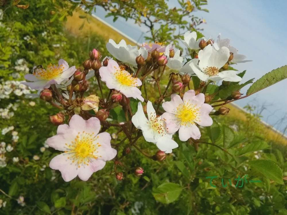 野茨