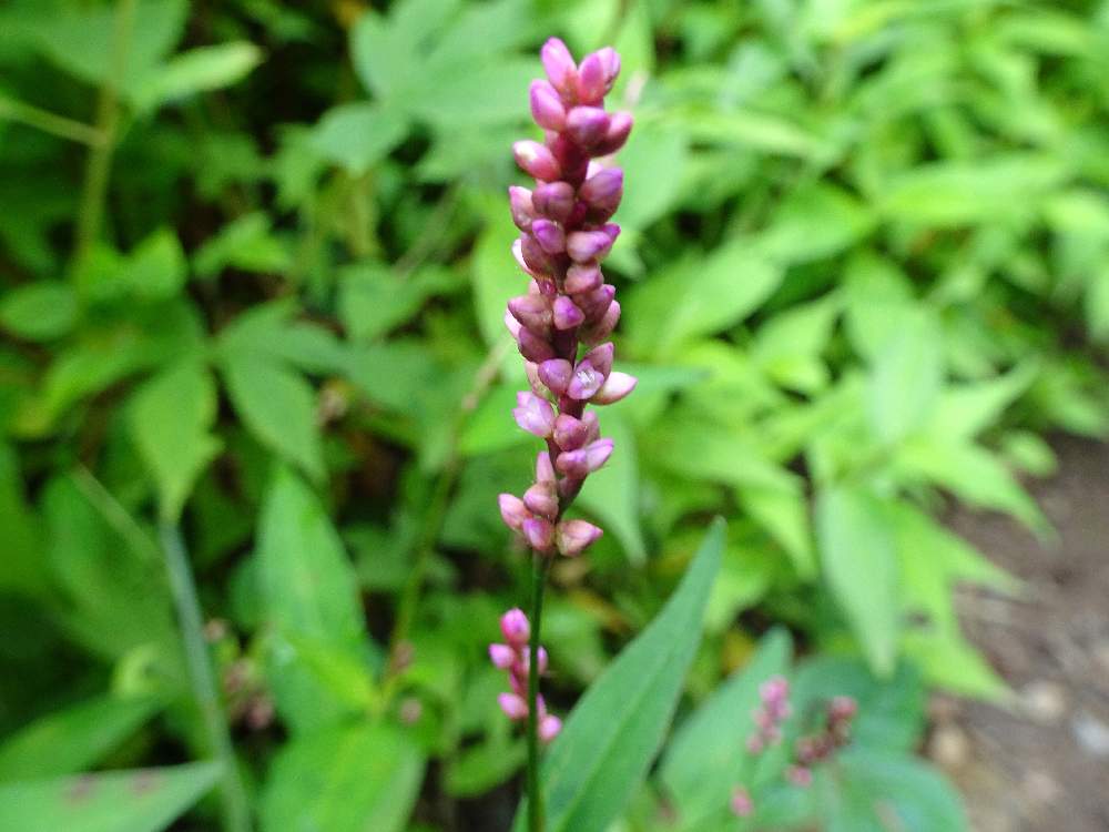 サクラタデの投稿画像 By Trekkさん 桜蓼と山野草と夏のお花と7月の花とタデ科と多年草と高尾山付近と山野草と夏のお花と7月の花とタデ科と多年草と高尾山付近 19月7月15日 Greensnap グリーンスナップ Greensnap グリーンスナップ