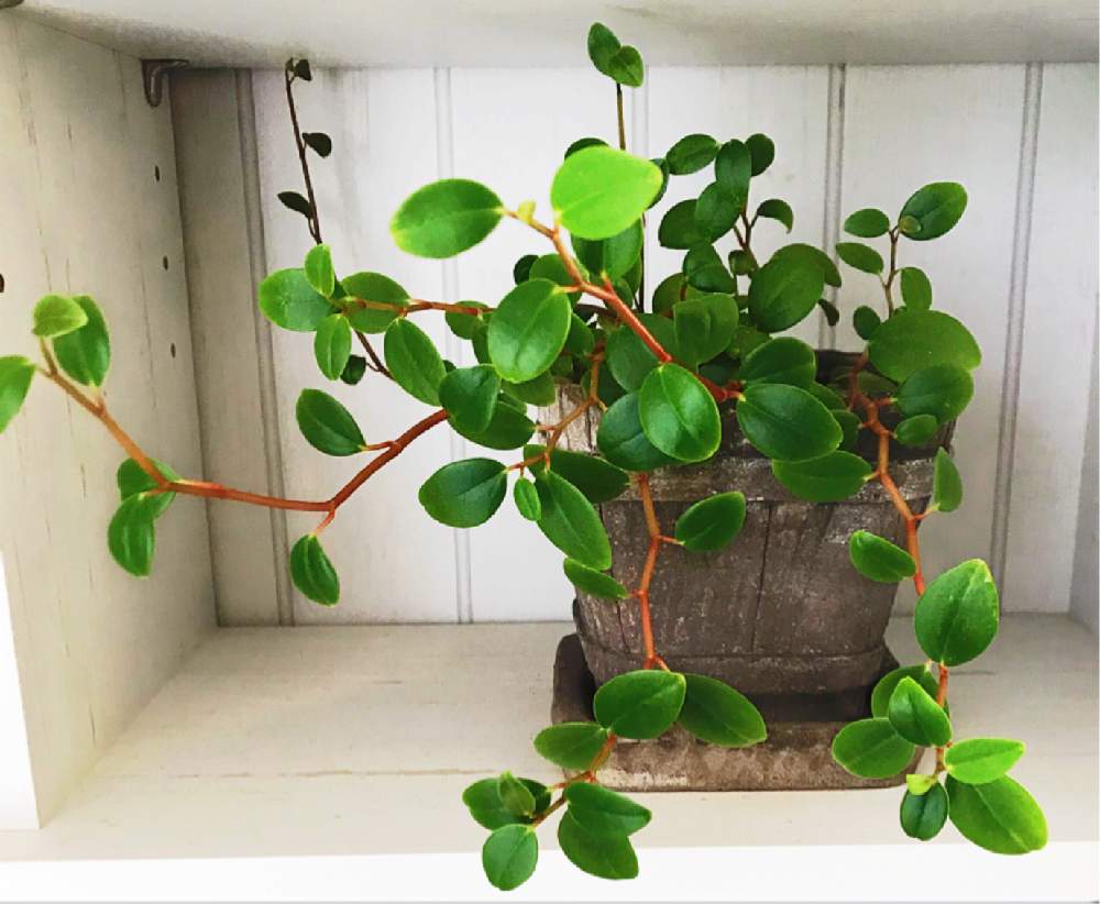 ペペロミアの投稿画像 By なつきackermann さん 観葉植物と鉢植えと観葉植物がスキと丸い葉っぱとペペロミア 19月7月15日 Greensnap グリーンスナップ